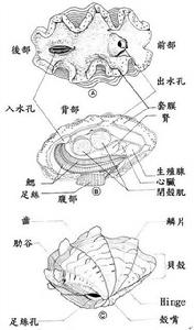 硨磲科貝類結構示意圖