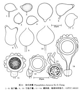 桂氏疫霉