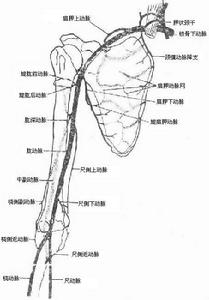 先天性高肩胛症