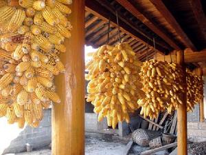 西河沖村特色產業－玉米