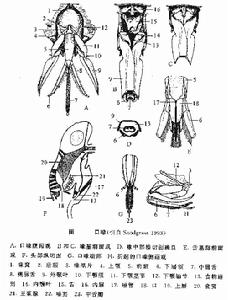 喙基片