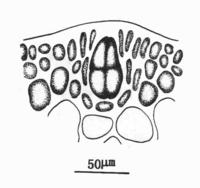 粗江蘺的四分孢子囊切面觀