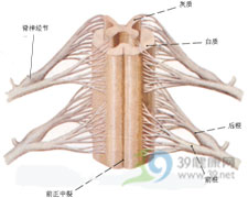 脊神經根炎