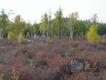 阿爾山國家森林公園