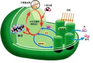 煤氧複合作用學說