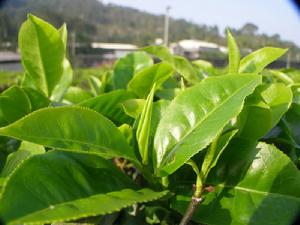 該村紅茶