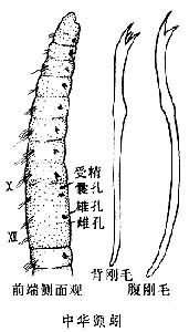 正顫蚓