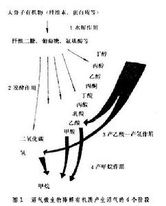 沼氣發酵微生物