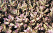 顆粒鹿角珊瑚