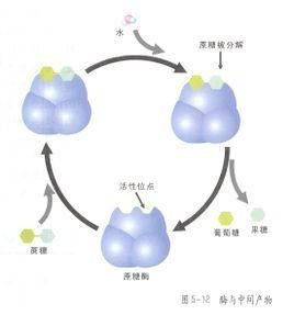 新陳代謝