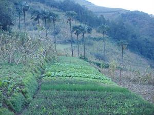 扯麻箐村旱地作物種植