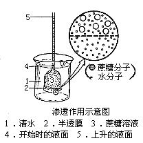 滲透作用示意圖