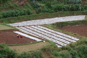 橫山井村村民種植冬早作物