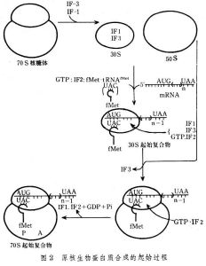 蛋白質生物合成