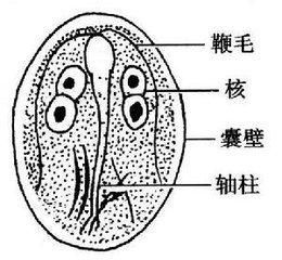 梨形短柱蟲