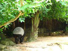 野生動物園