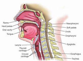 上呼吸道組成
