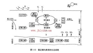 濕地生態系統