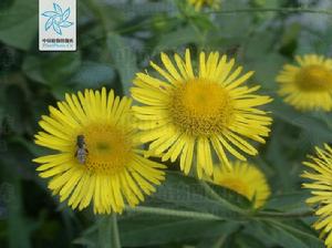 鏇覆花屬 Inula