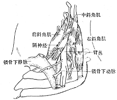 胸廓出口綜合症