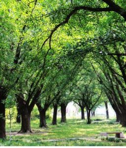 泰興銀杏公園