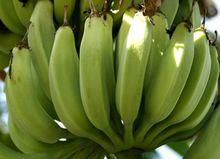香蕉[芭蕉科芭蕉屬植物]