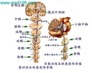 淺感覺傳導路