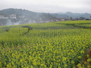 優質雙低油菜繁花