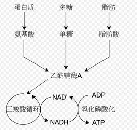 異化作用