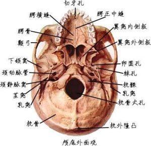 顱底外面觀