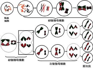 減數分裂