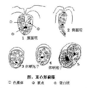 扁藻