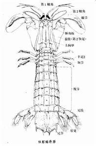 掠蝦亞綱