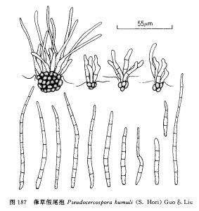 葎草假尾孢