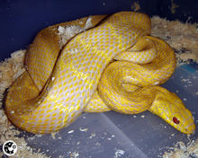 銅頭蛇