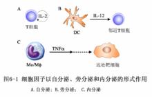 細胞因子的作用方式