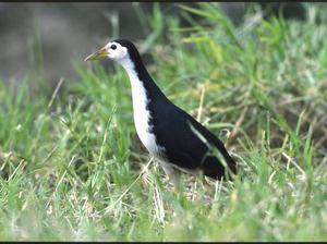 苦惡鳥屬