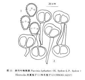 淡竹葉柄鏽菌