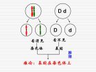 遺傳的染色體學說