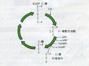 C3途徑