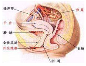 尿道真菌感染