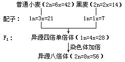 八倍小黑麥來源