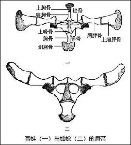 上胸骨