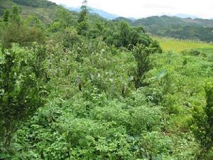 嘎白馬珠村-種植業