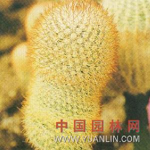 http://www.yuanlin.com/flora/HTML/Info/2006-10/Yuanlin_Flora_2828.html