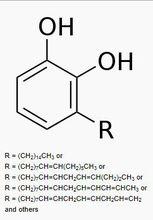 漆酚分子