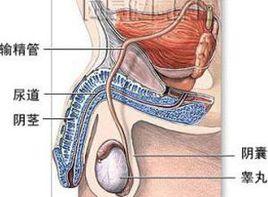 輸精管變粗
