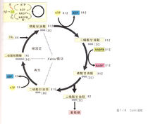 新陳代謝