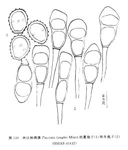 林比柄鏽菌