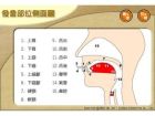 發音器官